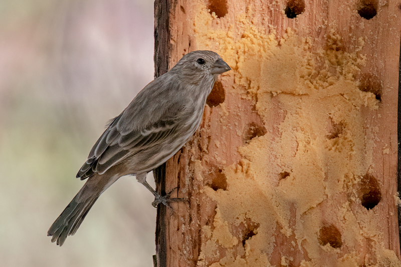 house-finch_4372-64.jpg