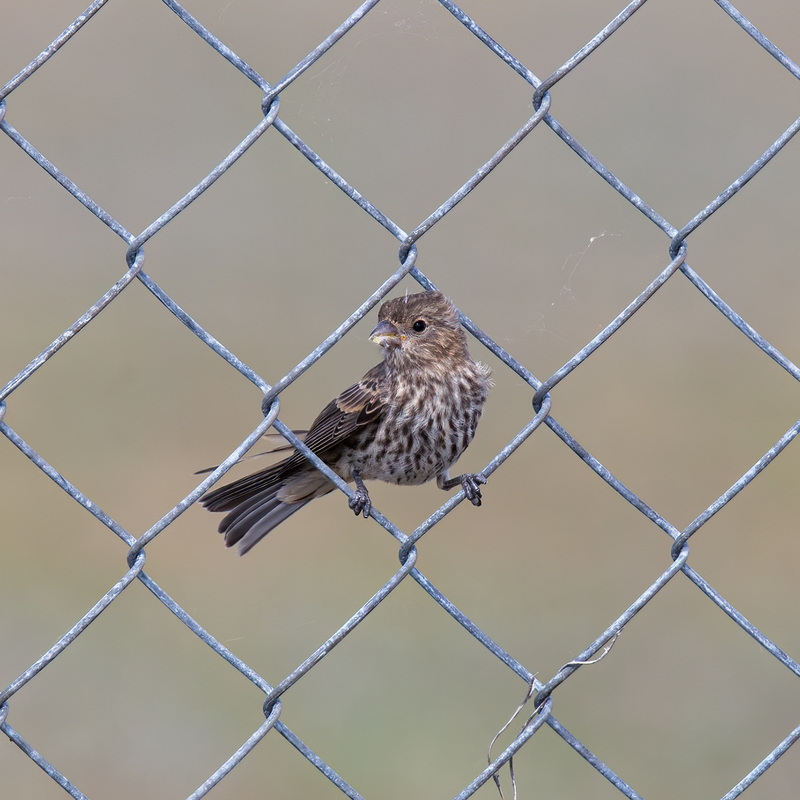 house-finch_6739-77.jpg