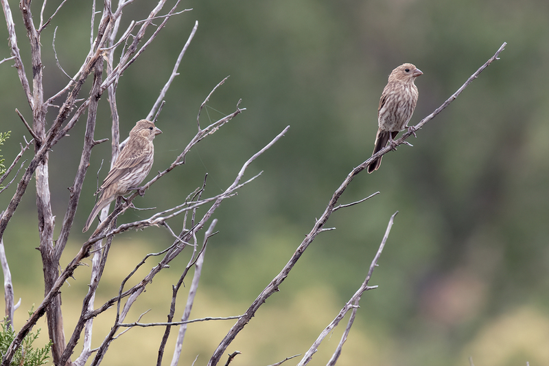house-finches_3288-64(1).jpg