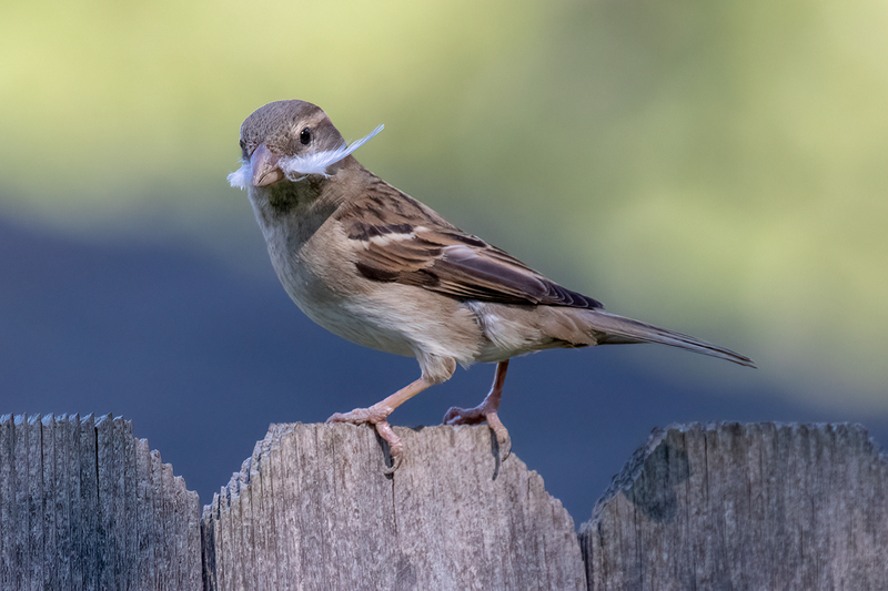 house-sparrow_2707-64.jpg