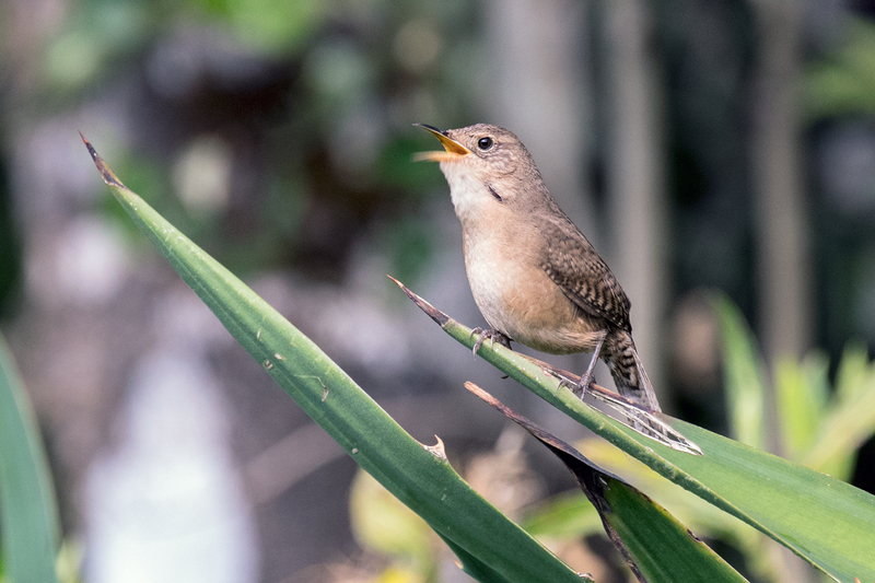 house-wren_6926-64.jpg