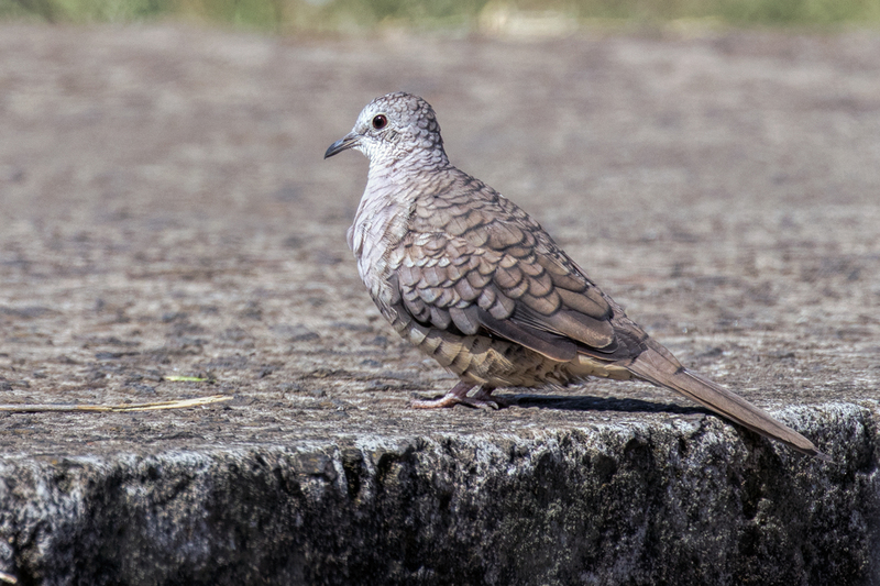 inca-dove_6528-64.jpg
