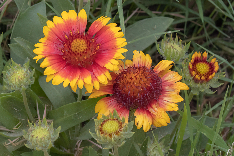 indian-blanket_3176-64(1).jpg