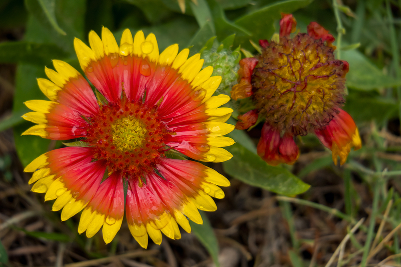 indian-blanket_6653-64(1).jpg