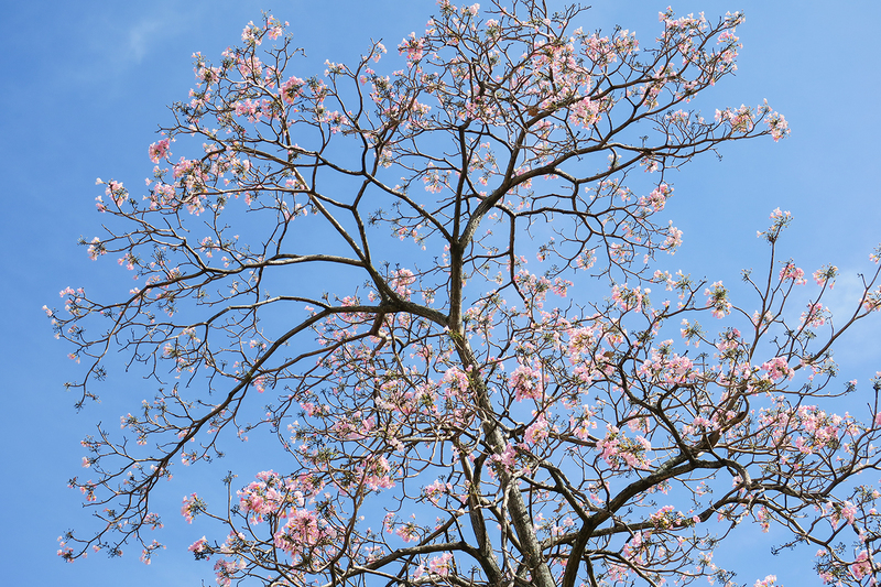 jacaranda-tree_5846-64.jpg