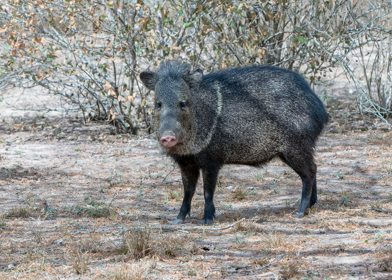 javelina_5060-75.jpg