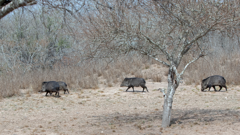 javelina_5064-169(1).jpg