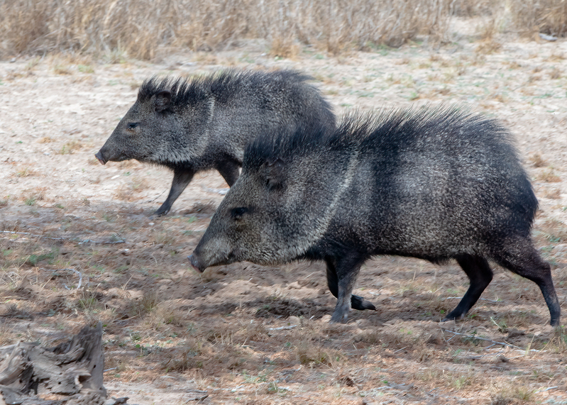 javelinas_5055-75.jpg