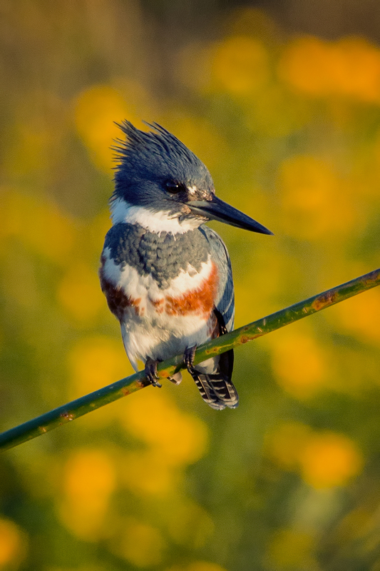 kingfisher_3869b-46.jpg