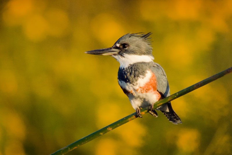 kingfisher_3870-64(1).jpg
