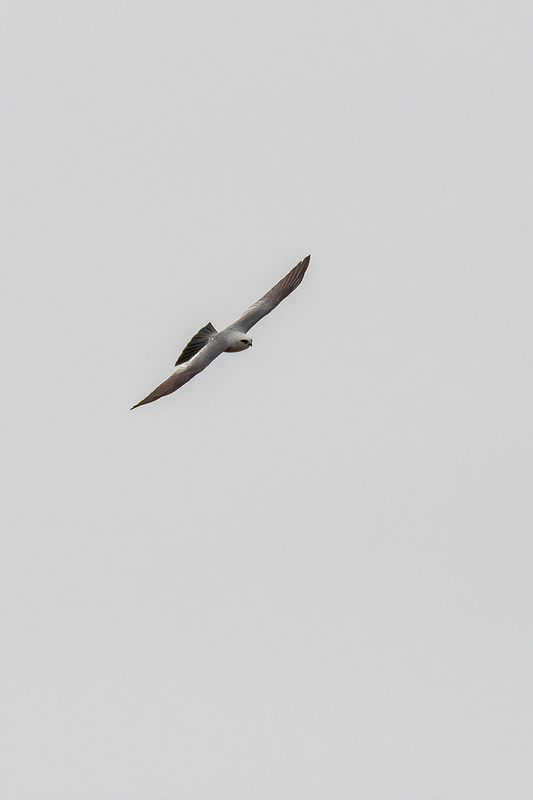 kite_3443-46(1).jpg