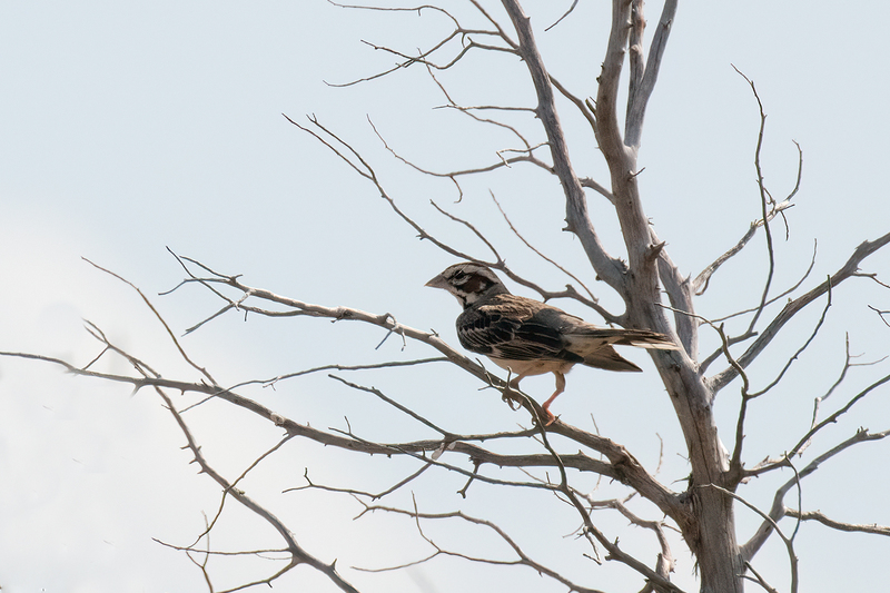 lark-sparrow_3033-64.jpg