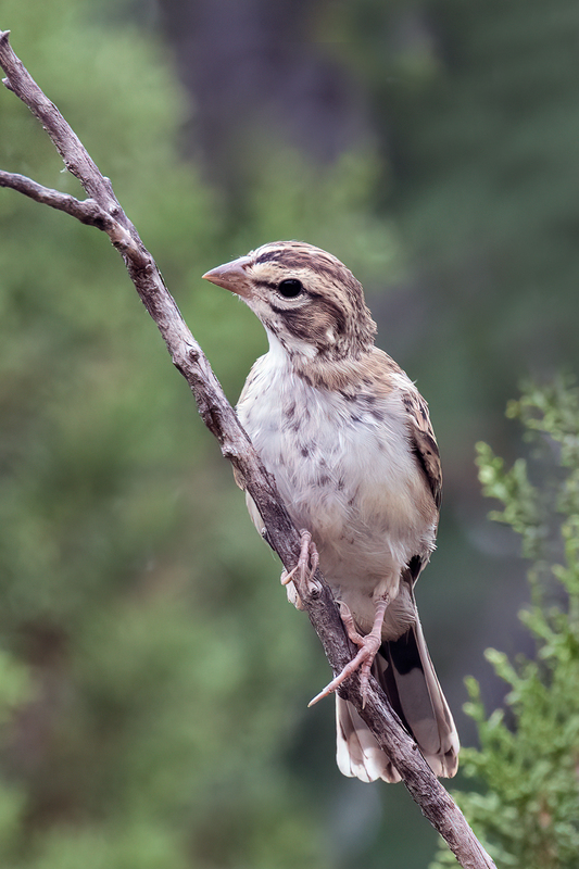 lark-sparrow_3312-46(1).jpg