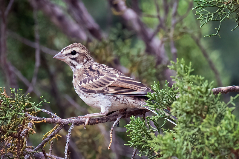 lark-sparrow_3366-64(1).jpg