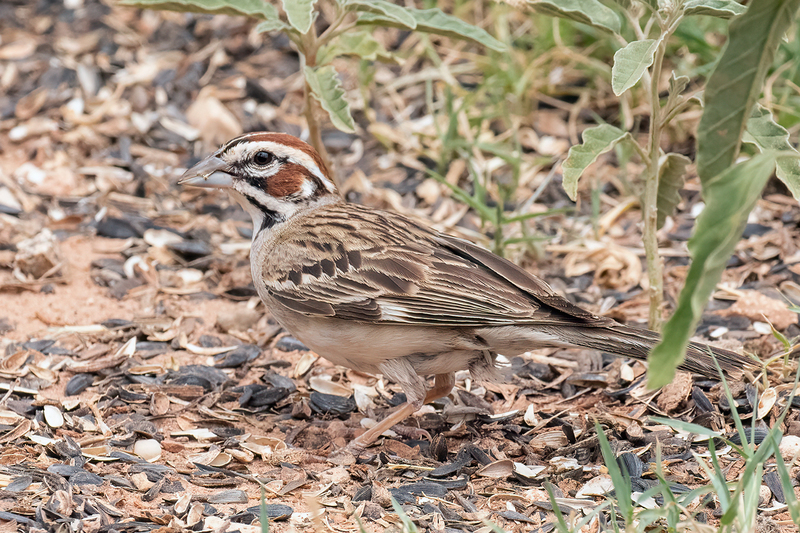 lark-sparrow_3409-64(1).jpg