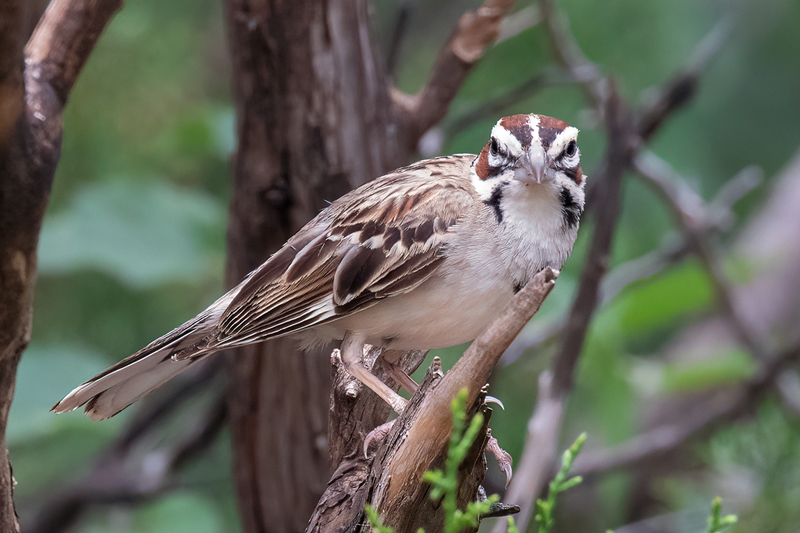 lark-sparrow_3428-64(1).jpg