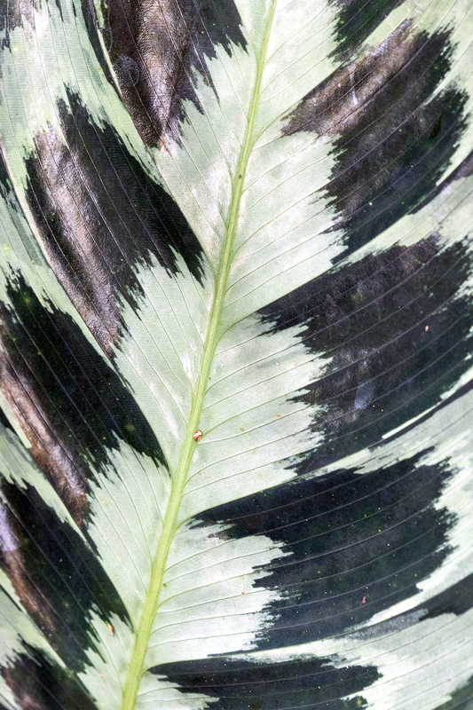 leaf-camo_7940-46.jpg