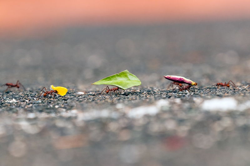 leaf-cutter-ants_7032-64.jpg