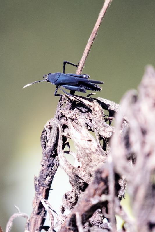 leaf-hopper_6951-46(1).jpg