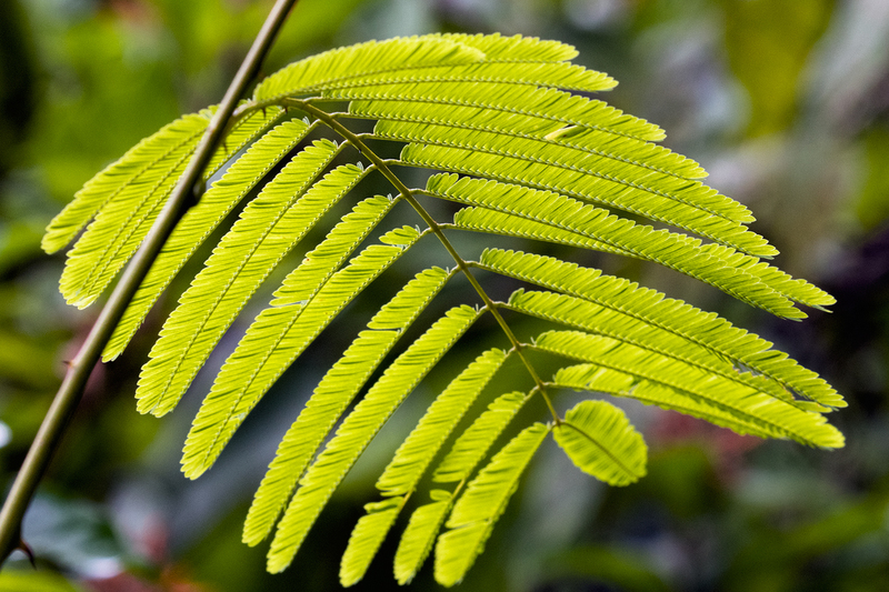 leaf_7021-64.jpg