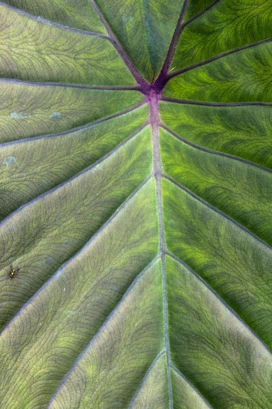 leaf_7939-46.jpg