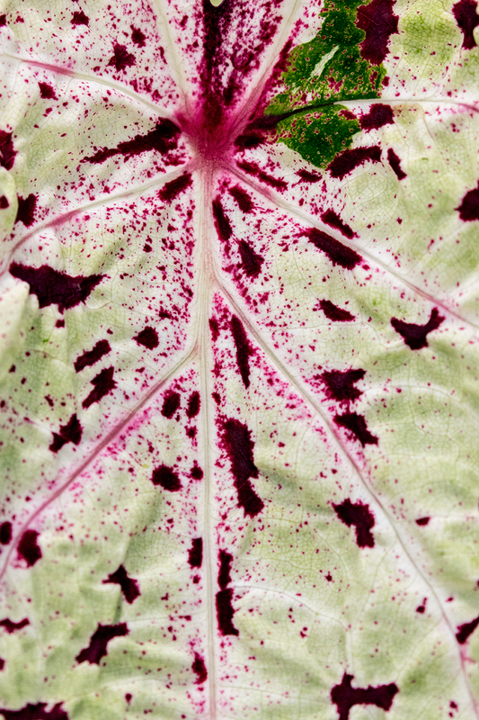 leaf_7952-46(1).jpg