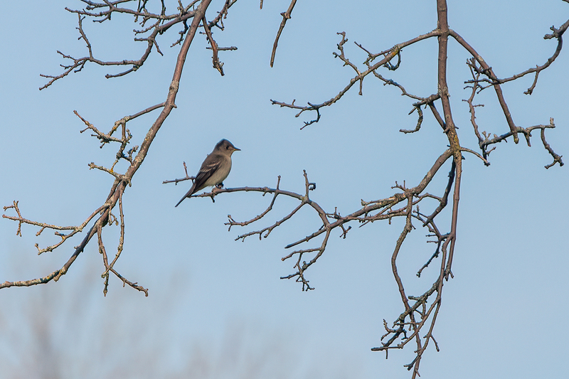 least-flycatcher_3325-64.jpg