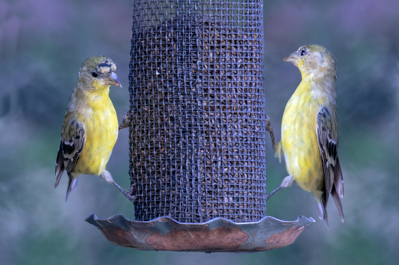 lesser-goldfinches_45031a-46.jpg