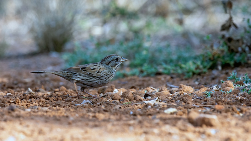 lincoln-sparrow_4384-169.jpg