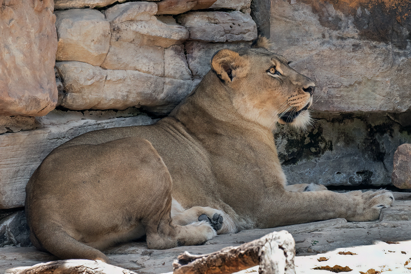 lioness_3584-64.jpg