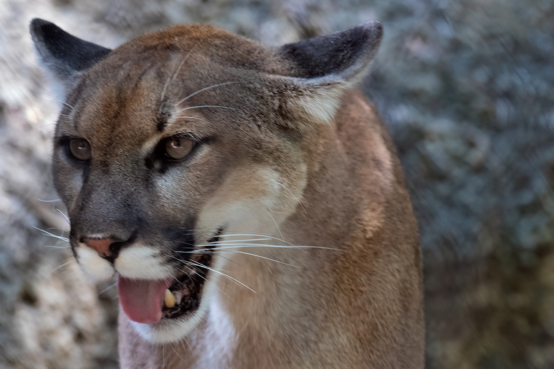 lioness_3604-64.jpg