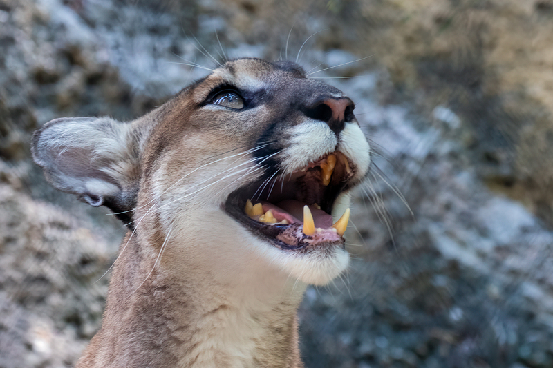 lioness_3607-64(1).jpg