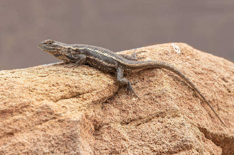 lizard_3213-64(1).jpg