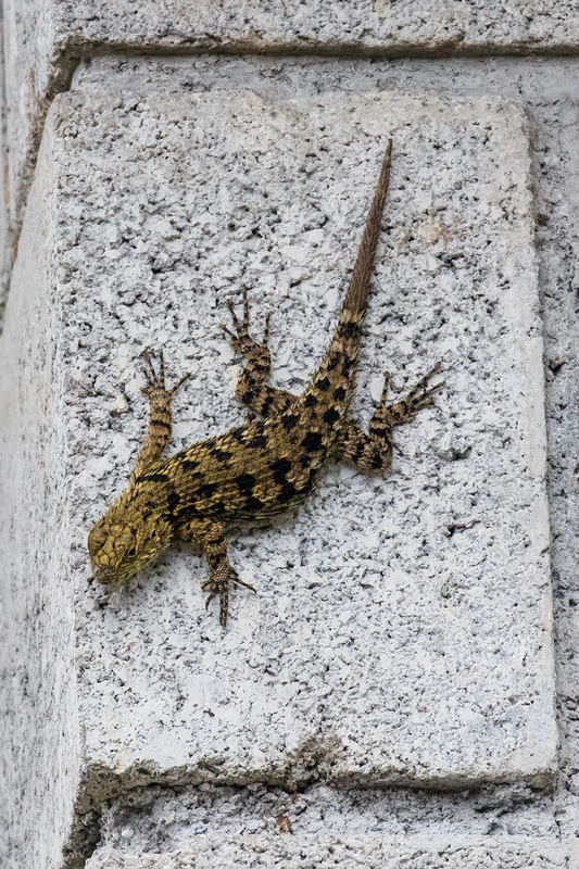 lizard_6979-46.jpg