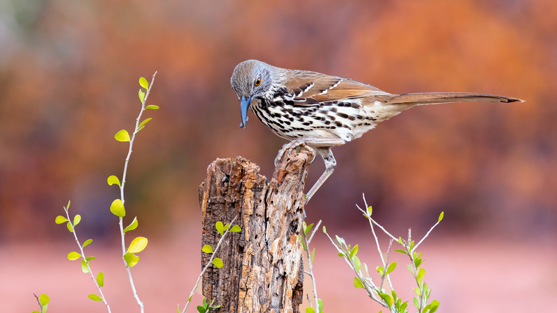 long-billed-thrasher_3312a-169.jpg