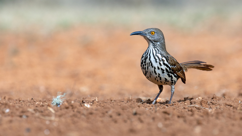 long-billed-thrasher_5666-169.jpg