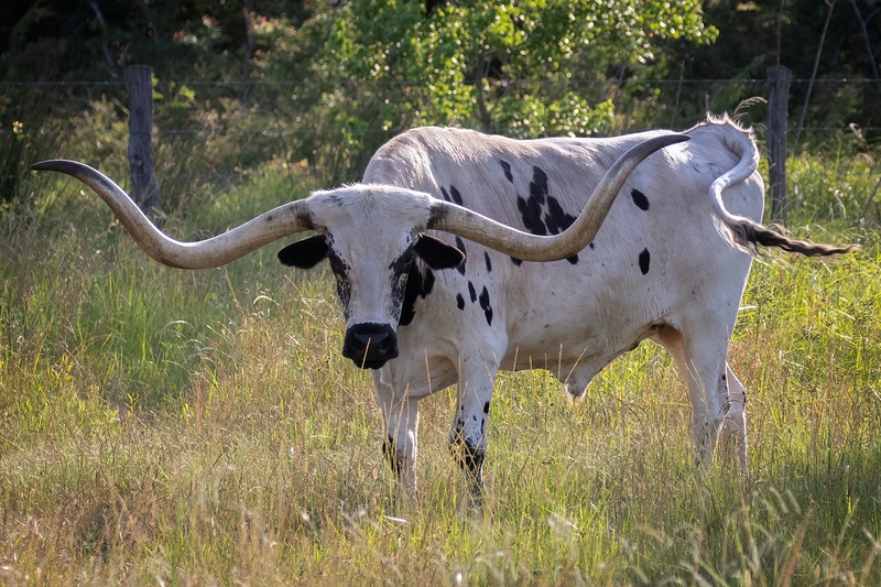 longhorn_2797-64.jpg