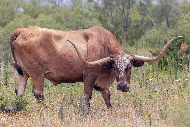 longhorn_3462-64(1).jpg