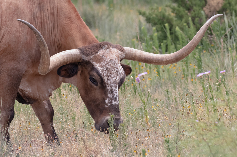 longhorn_3464-64(1).jpg