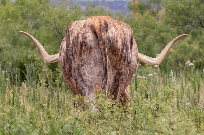 longhorn_3466-64(1).jpg