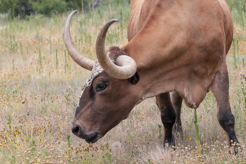 longhorn_3473-64(1).jpg