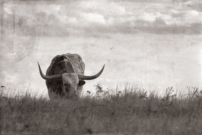 longhorn_4163a-64(1).jpg
