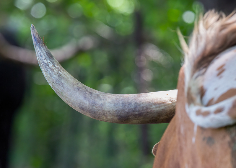 longhorn_5649-75.jpg
