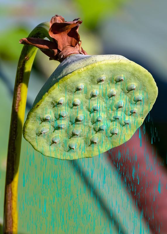 lotus-pod-rain_1471-57.jpg