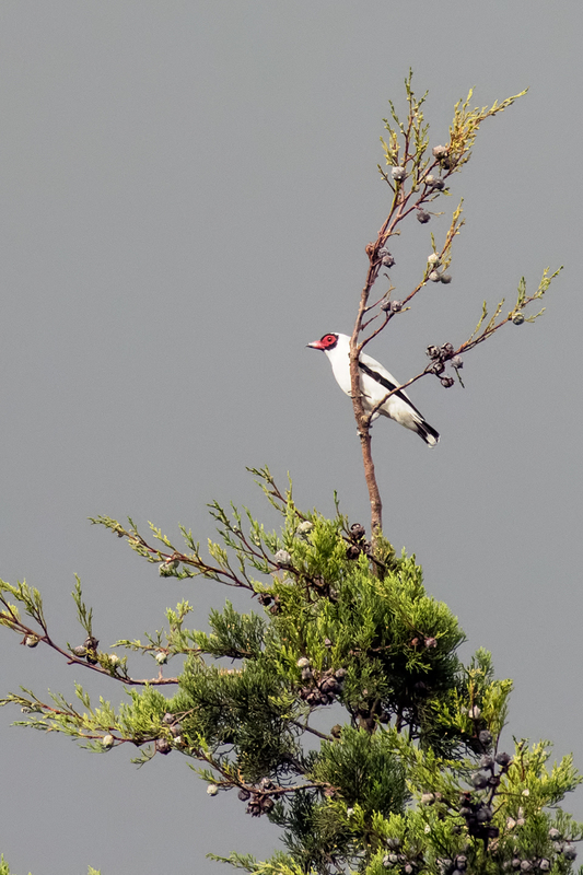masked-tityra_7034-46.jpg