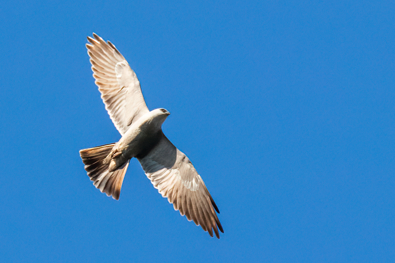 mississippi-kite_2723-64.jpg