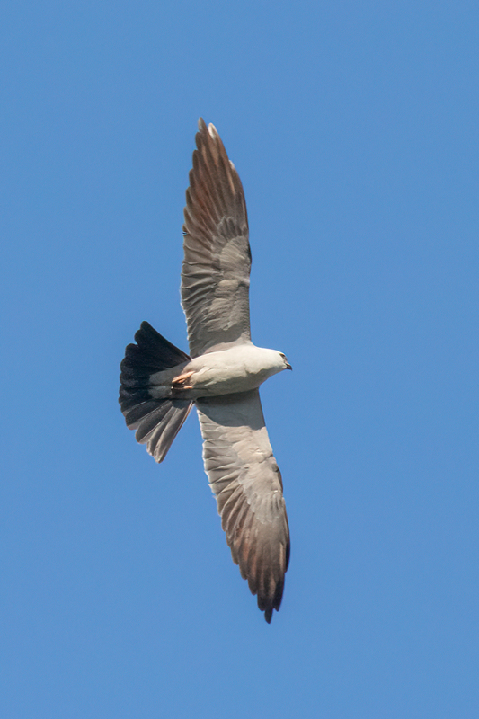 mississippi-kite_2741-46.jpg