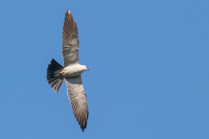 mississippi-kite_2741-64.jpg