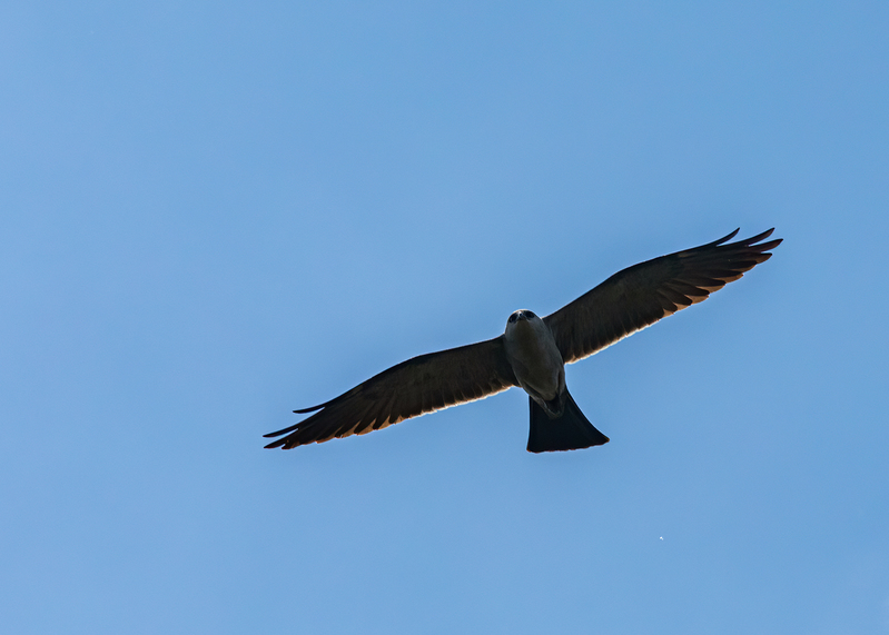 mississippi-kite_7398-75.jpg