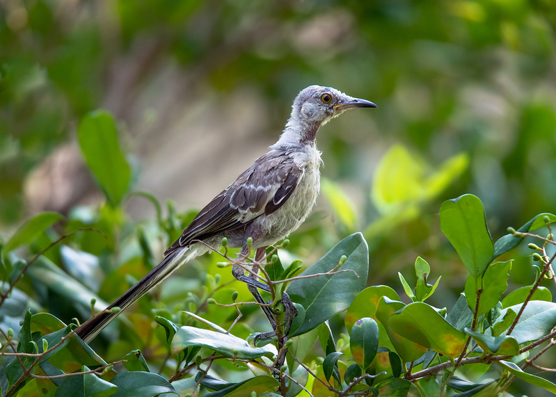 mockingbird-juvi_9553-75(1).jpg